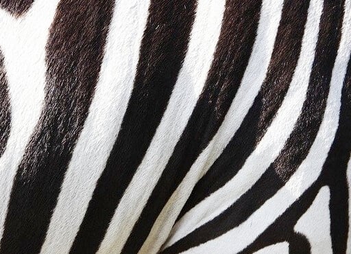 zebra animal prints